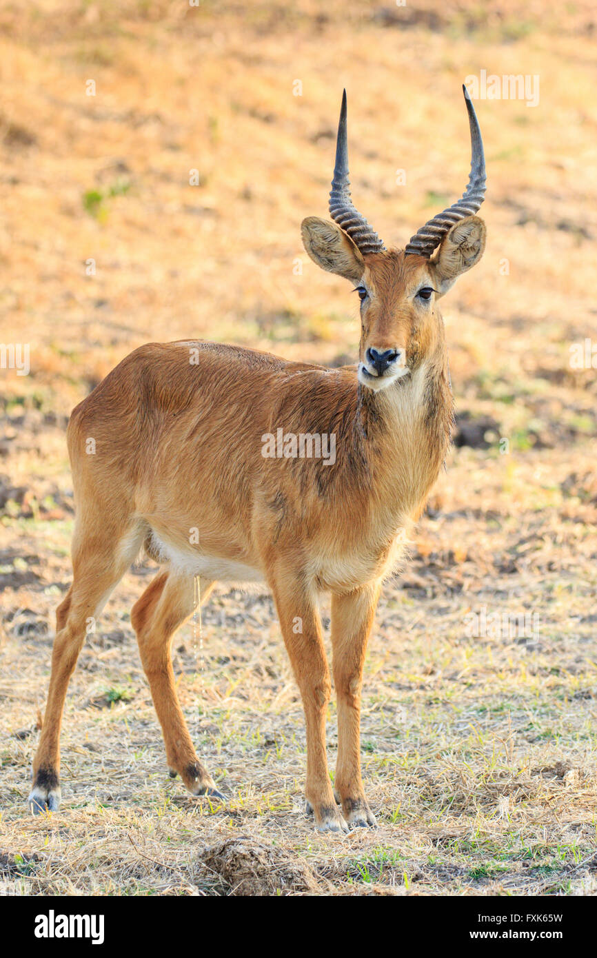 Puku (Kobus Vardonii), Männlich, im Grünland, South Luangwa Nationalpark, Sambia Stockfoto