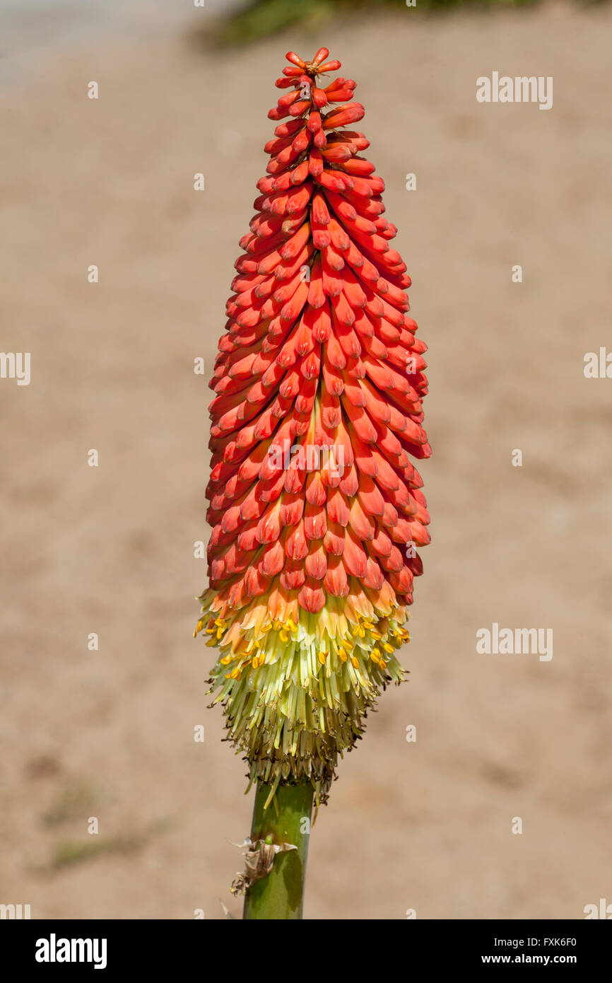 Orange Flame Poker Pflanze (Kniphofia Galpinii), weit verbreitet in Afrika Stockfoto