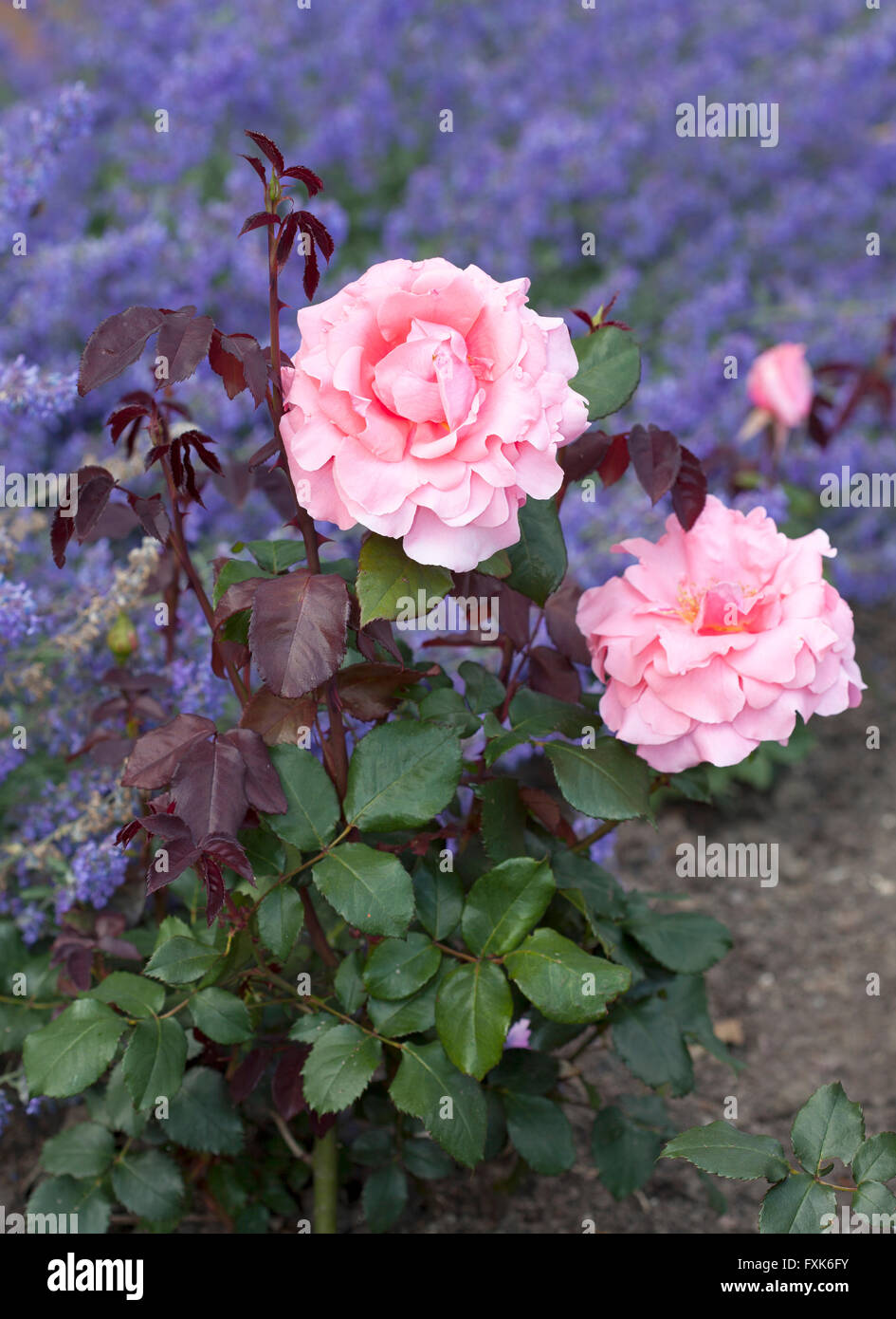 Hybrid Teerose Piroschka, rosa Stockfoto