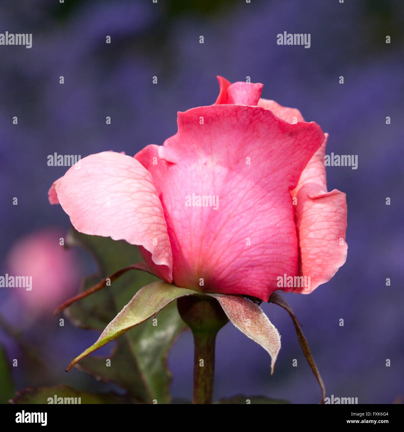 Hybrid Teerose Piroschka, rosa Stockfoto