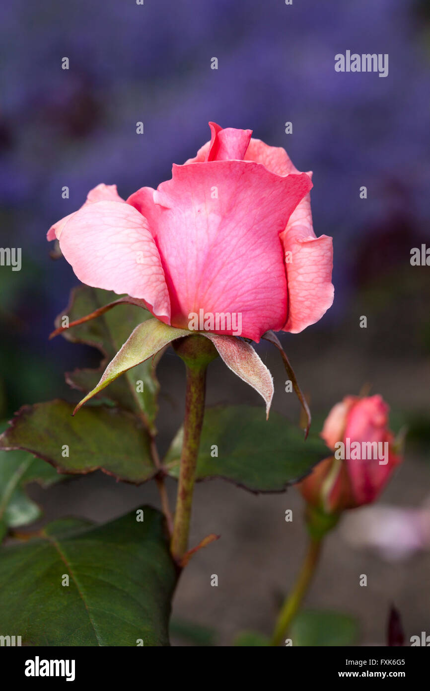 Hybrid Teerose Piroschka, rosa Stockfoto