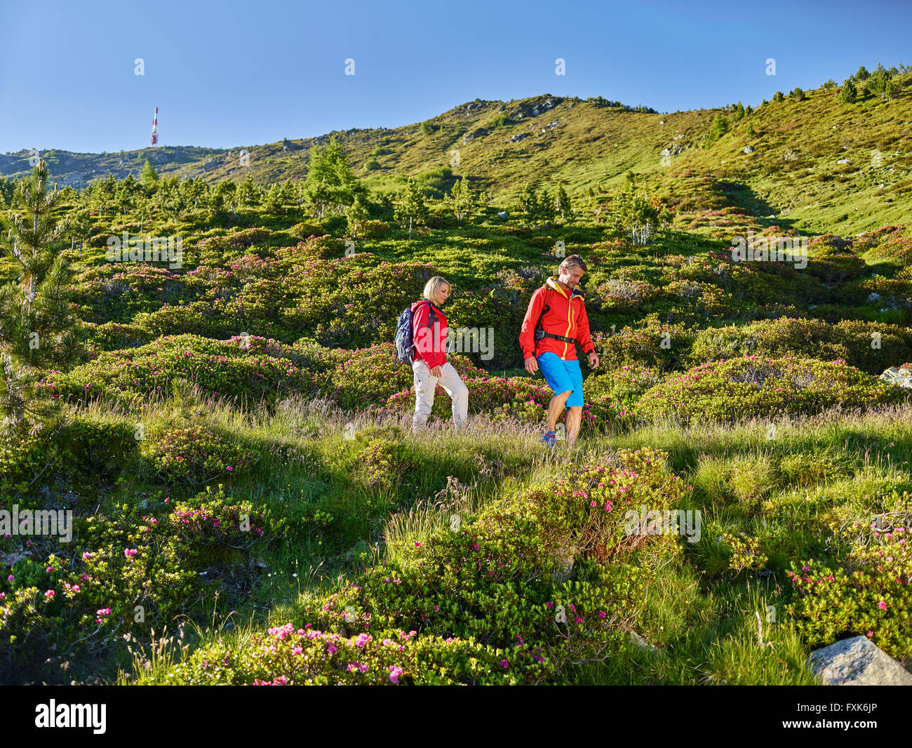 35-40 Jahre und Mann 40-45 Jahre wandern, Zirbenweg, Patscherkofel, Innsbruck, Tirol, Österreich Stockfoto