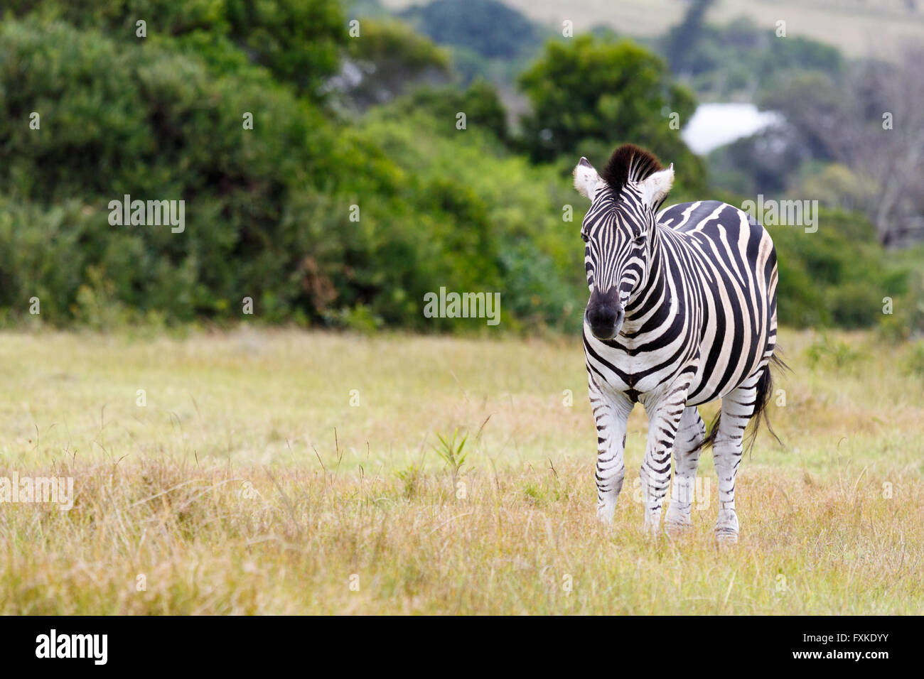 Burchell ist Zebra stehend in einem Feld. Stockfoto