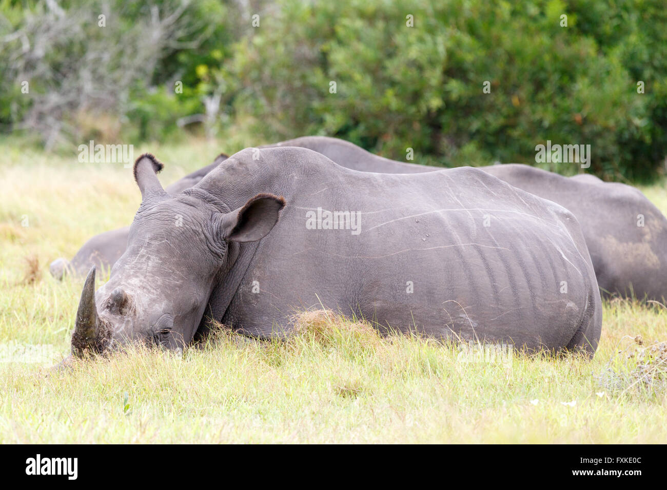 Ein Nashorn, Rhinozeros, oft abgekürzt gehört zu irgendeiner fünf extant Sorte von Odd-toed Huftieren in der Familie Überfamilie, Stockfoto