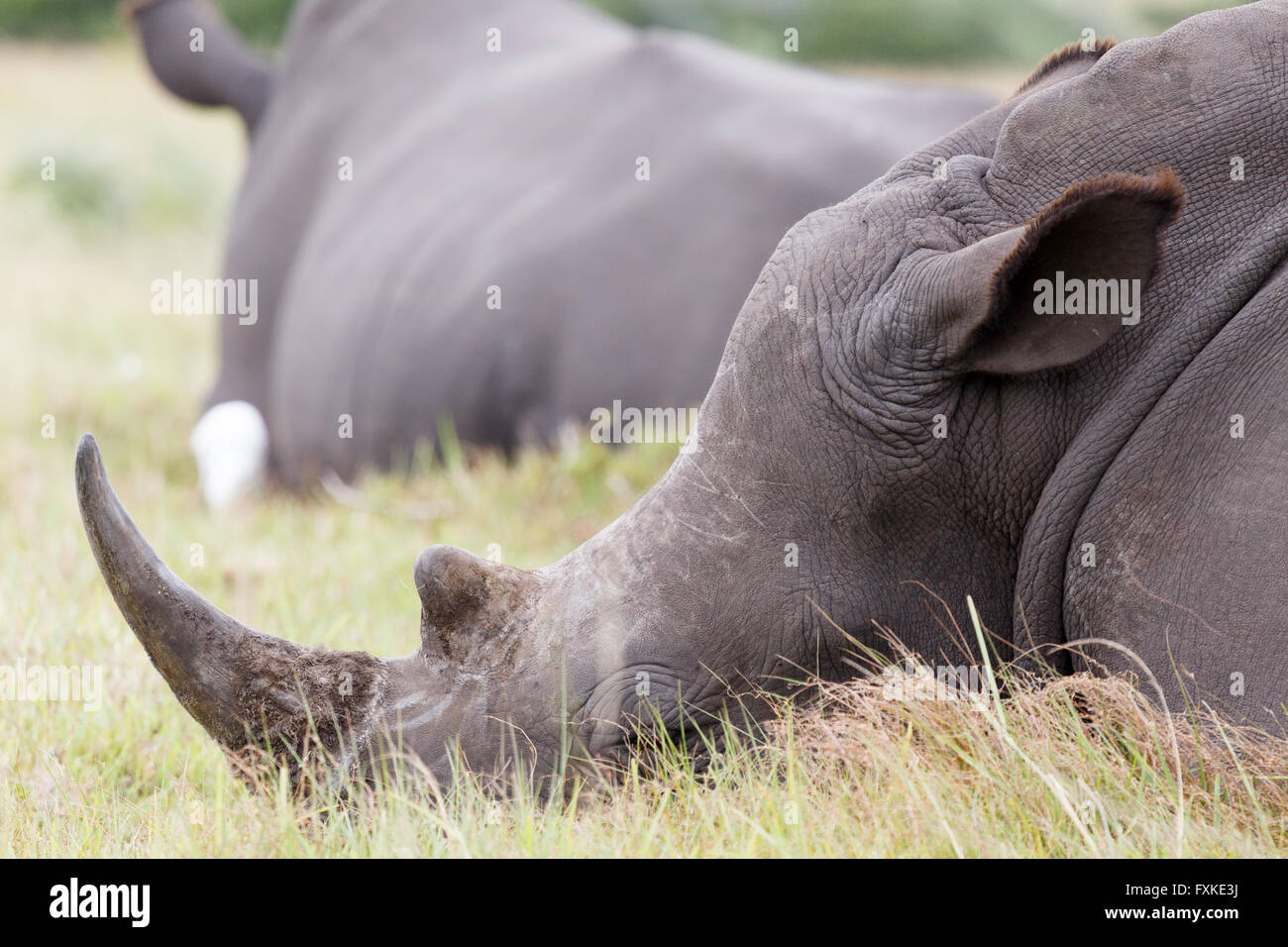 Ein Nashorn, Rhinozeros, oft abgekürzt gehört zu irgendeiner fünf extant Sorte von Odd-toed Huftieren in der Familie Überfamilie, Stockfoto