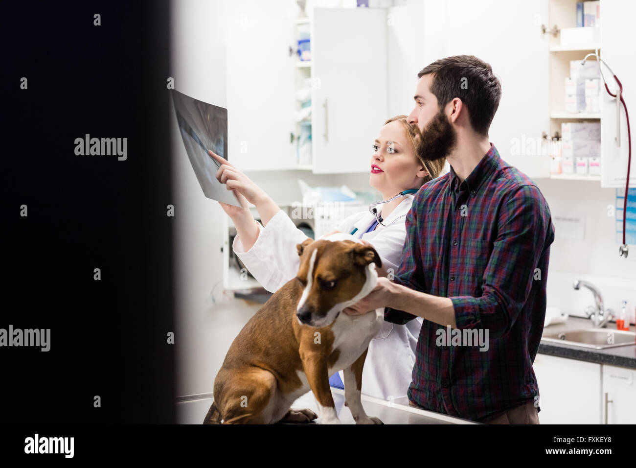 Tierarzt, Röntgen der Hund mit seinem Besitzer zu diskutieren Stockfoto