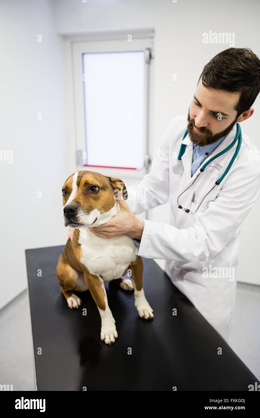 Tierarzt untersucht einen Hund Stockfoto