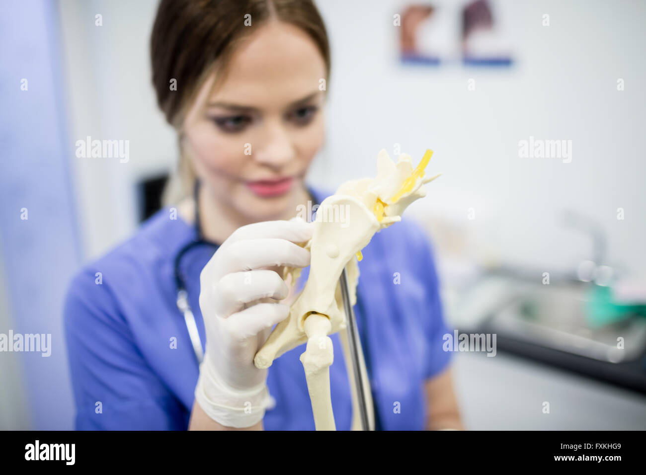 Tierarzt-Check Tieranatomie Stockfoto