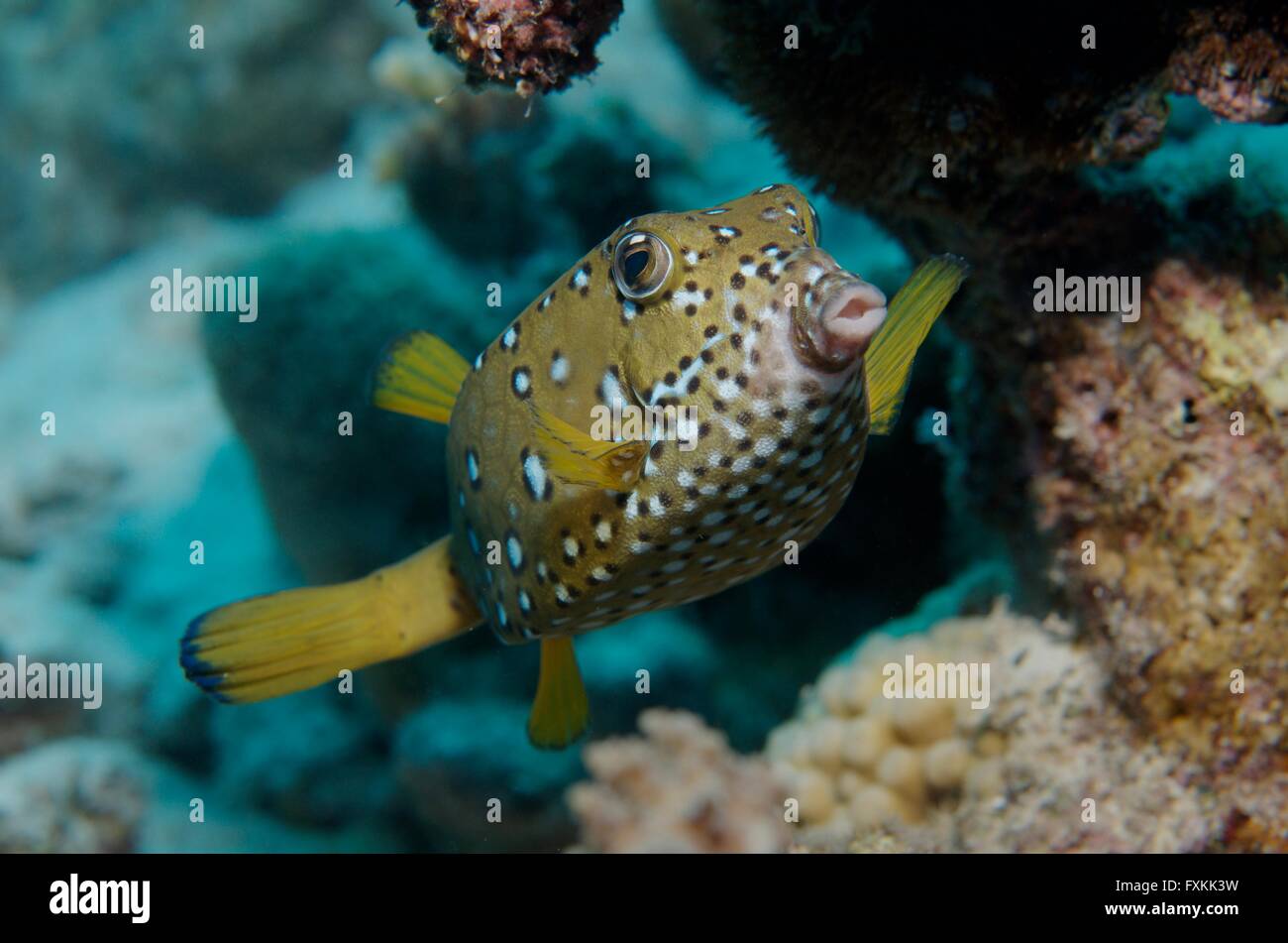 Gelbe Box Fischen im Roten Meer Stockfoto