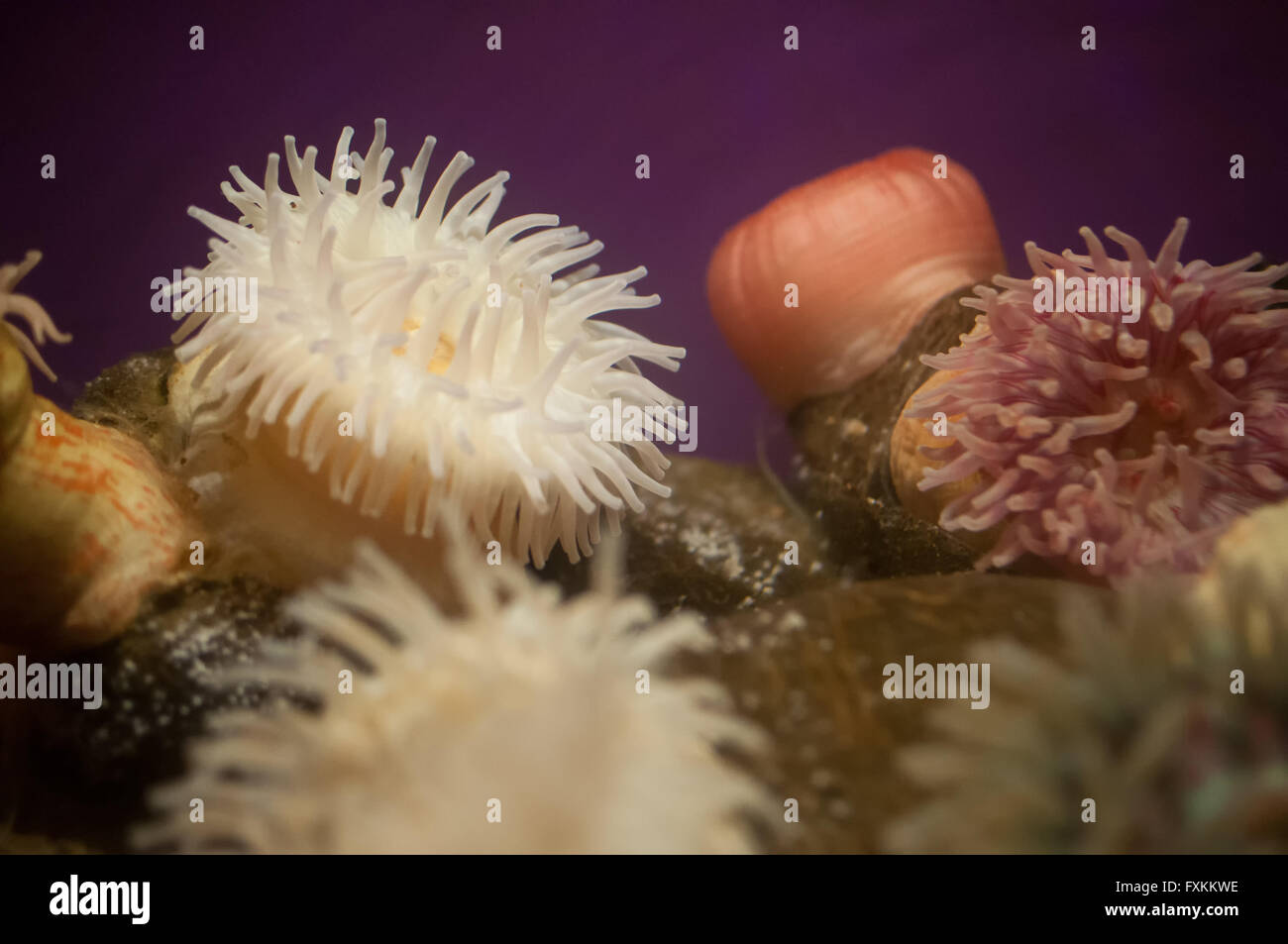 Nahaufnahme des weißen Seeanemonen Stockfoto