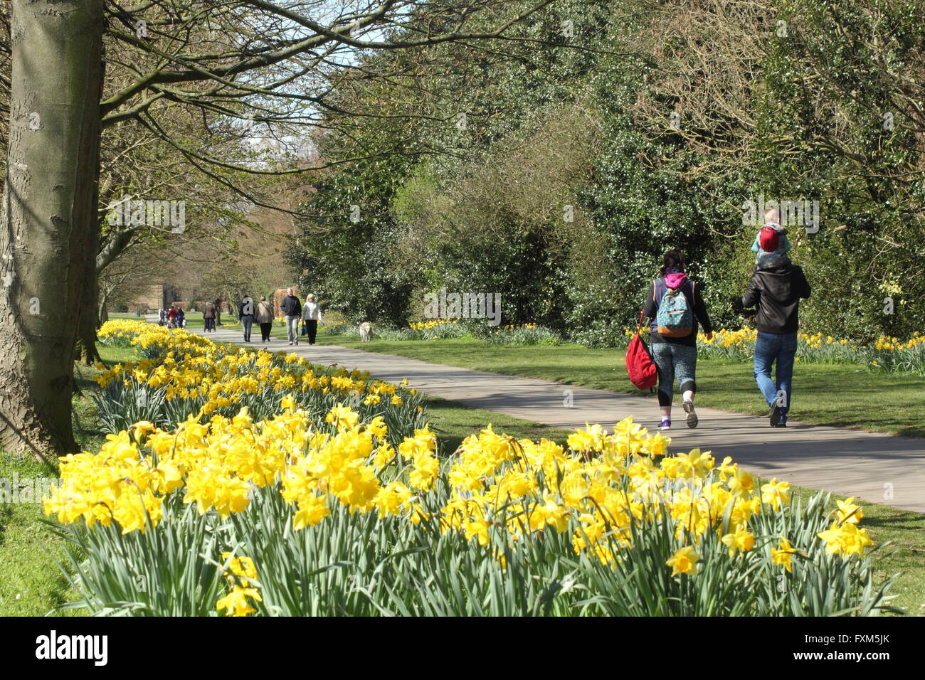 Narzissen in voller Blüte auf die Narzisse gehen in Wentworth Dorf, auf dem Anwesen von Wentworth, Rotherham South Yorkshire England UK Stockfoto