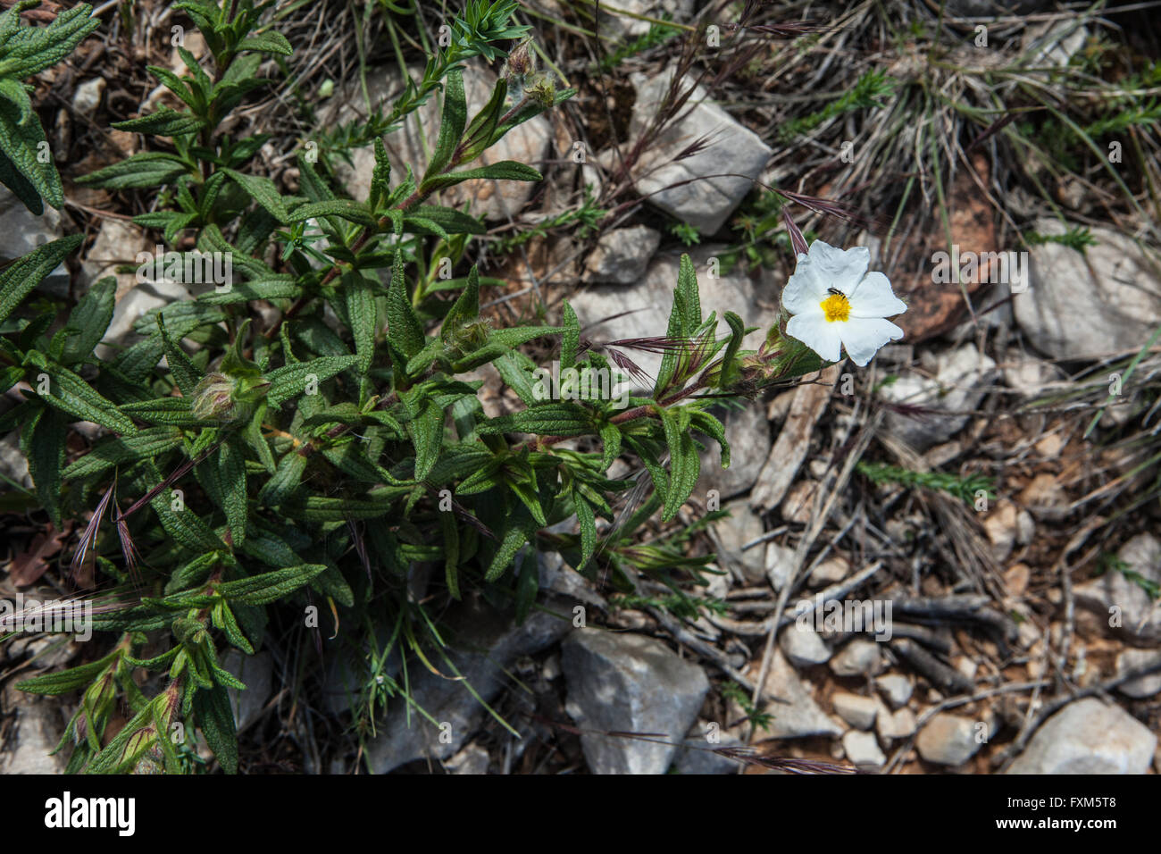 Helianthemum apenninum Stockfoto