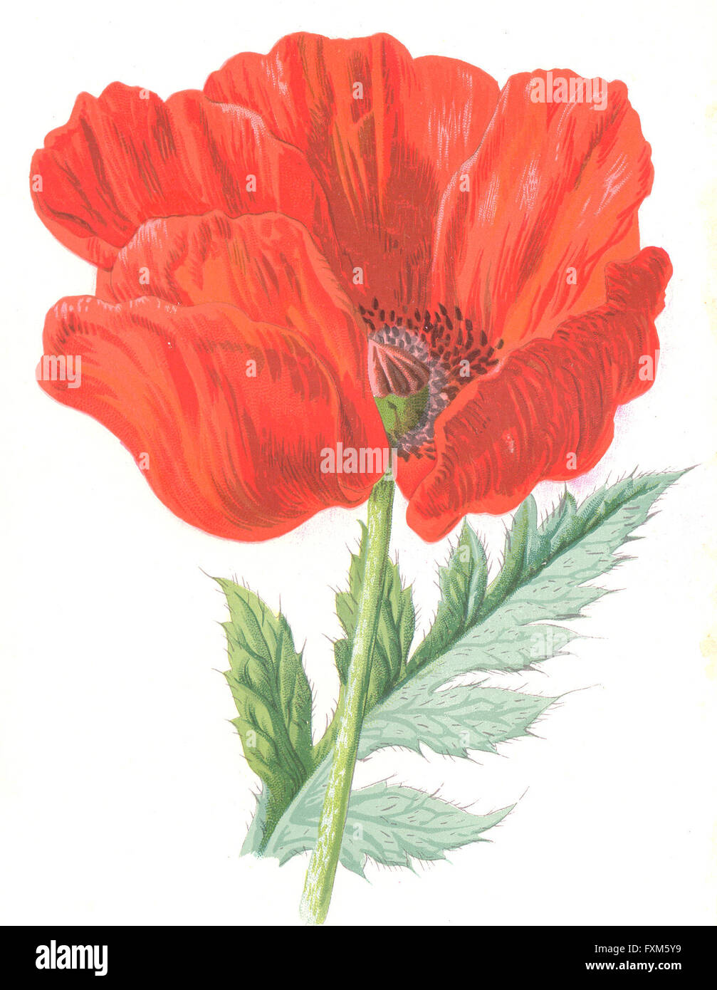 Botanische: orientalische Mohn: Garten Blume, Antik print 1890 Stockfoto
