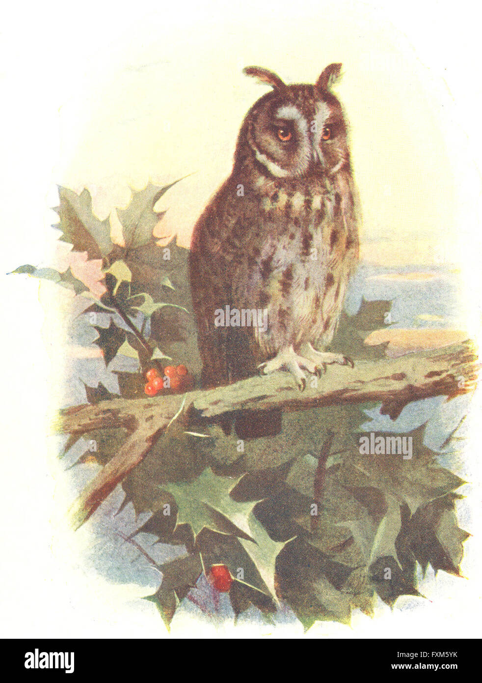Vögel: Waldohreule, antiken Druck 1900 Stockfoto