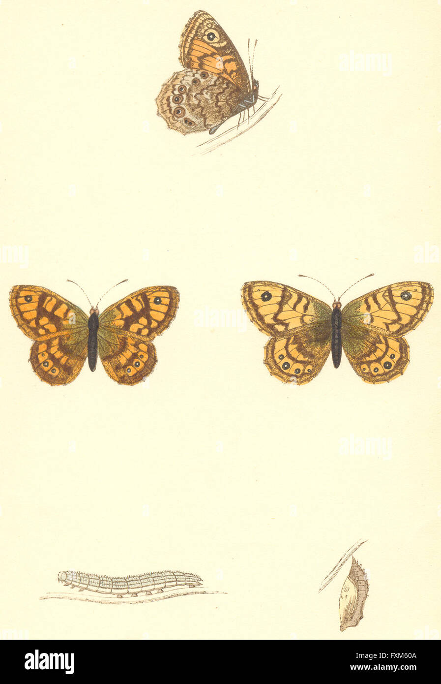 Städte: Pförtner: Schmetterlinge Drucke, antique print 1860 Stockfoto