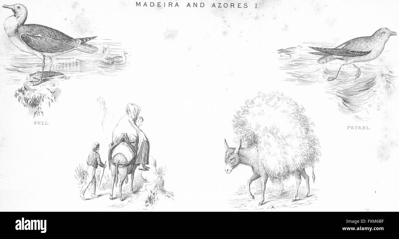 MADEIRA: Azoren: Möve; Markt-Fayal; Sturmvogel; Esel, antiken print c1849 Stockfoto