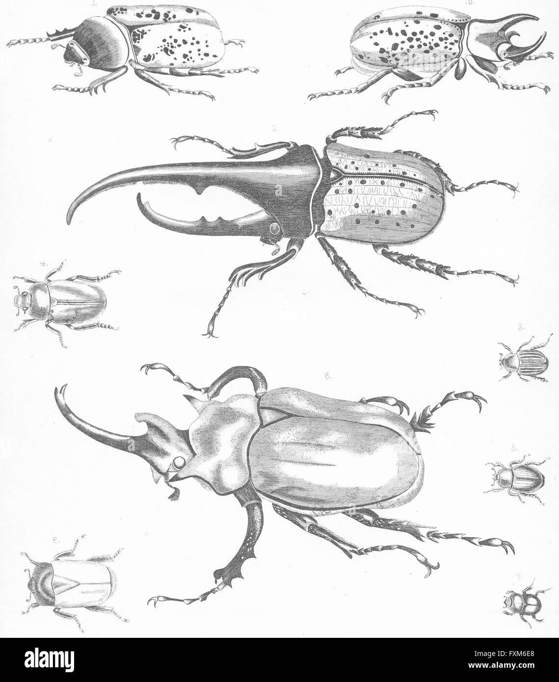 Käfer: Hercules Macleays verlorenen Elefanten feurig, antiken print c1849 Stockfoto