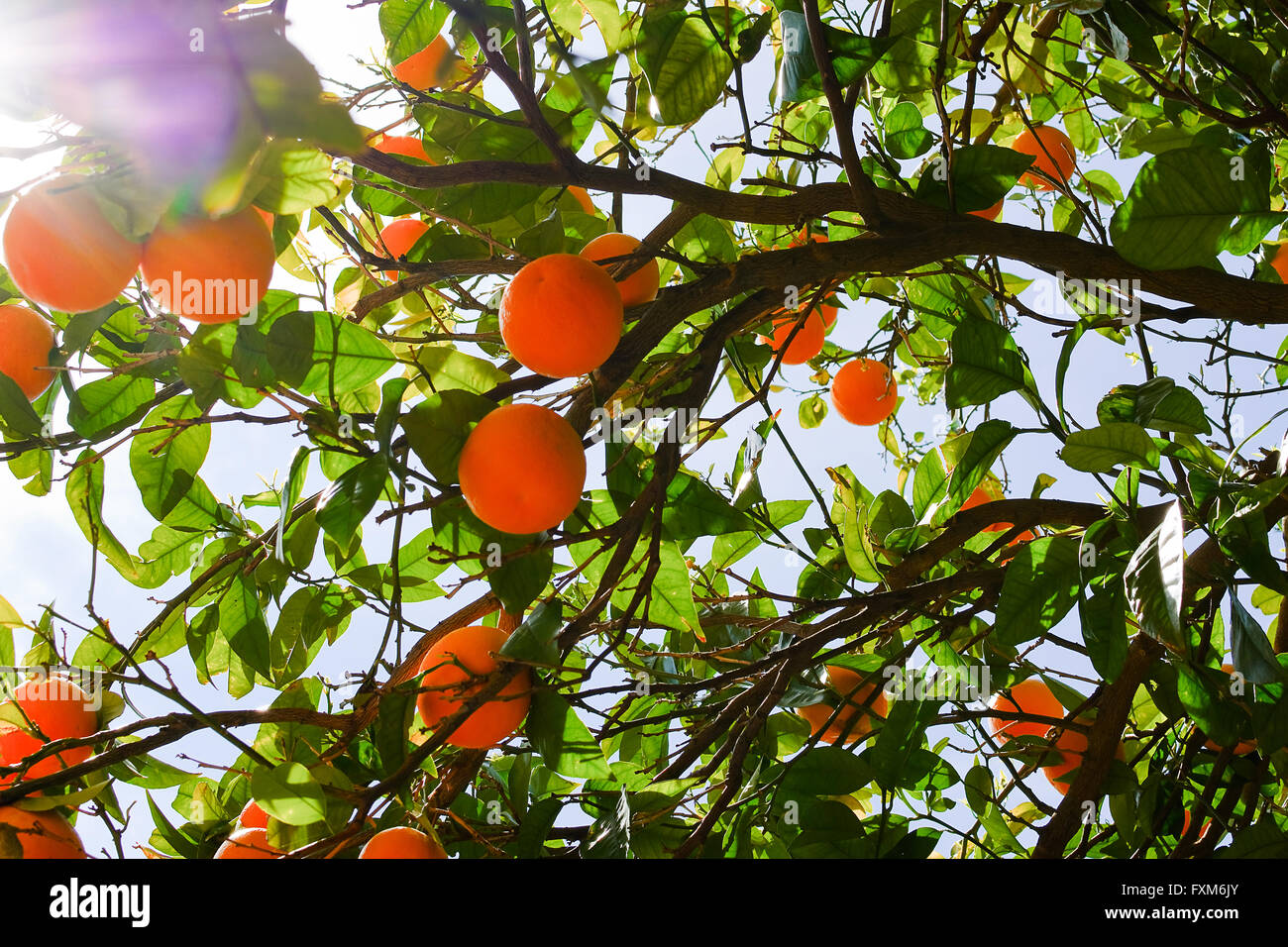 Orangenbaum und Reife Früchte mit Sonne Stockfoto