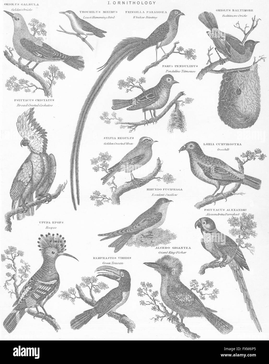 Vögel: Natürliche Geschichte I Ornithologie, antiken print c1849 Stockfoto