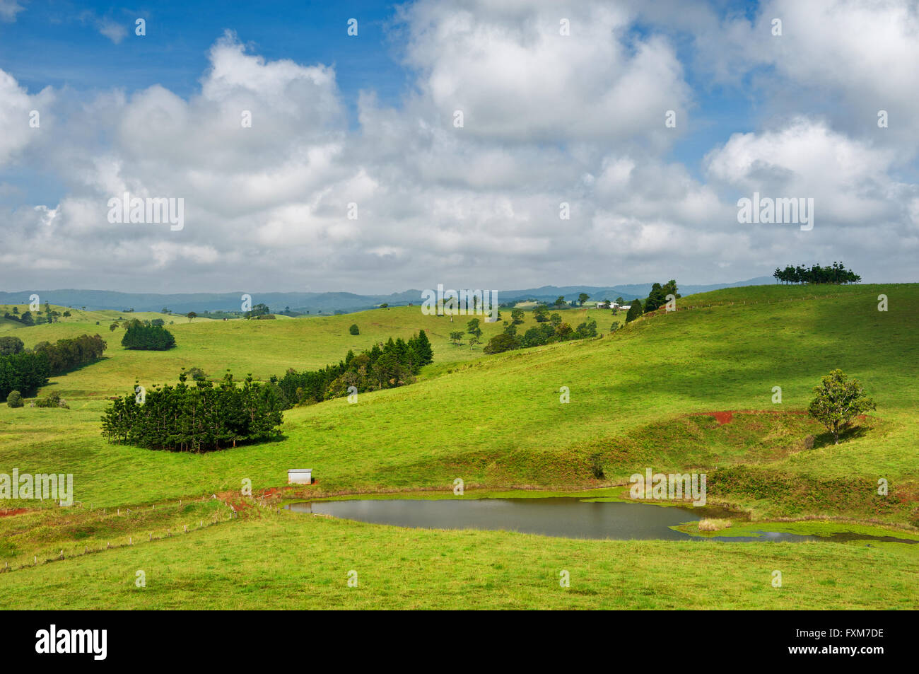 Grüne Hügel sind typisch für die Landschaft des Atherton Tableland. Stockfoto