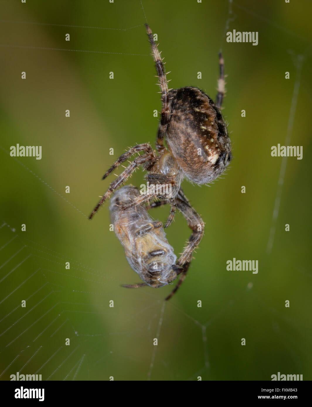 Gartenkreuzspinne mit Gefangenschaft Wespe Stockfoto