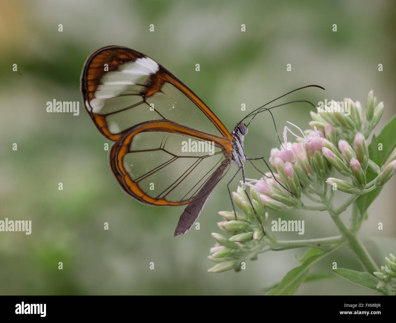 Glas Flügel Schmetterling Stockfoto