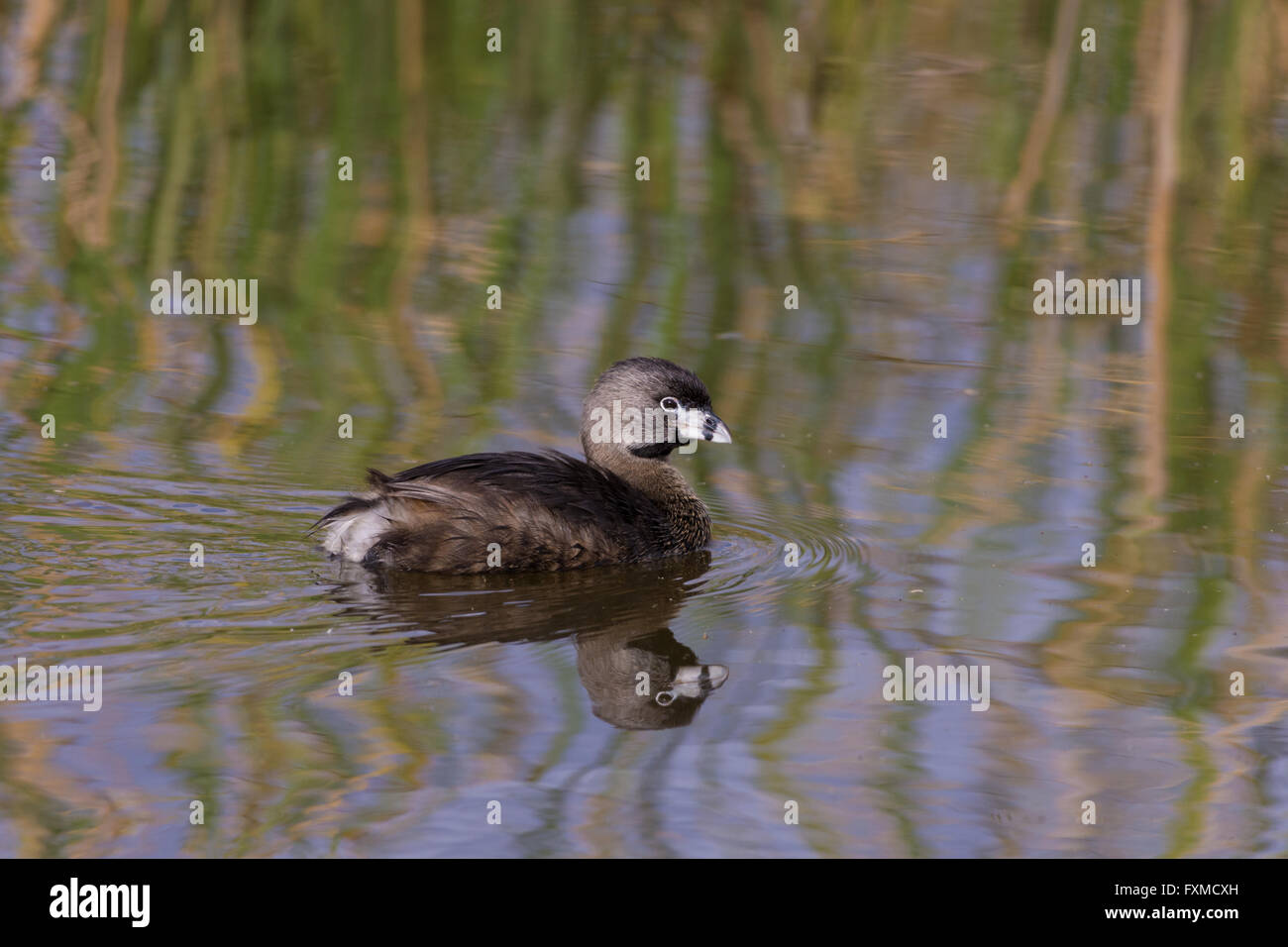 Pied – abgerechnet Grebe, (Podilymbus Podiceps), Bosque del Apache National Wildlife Refuge, New Mexico, USA. Stockfoto