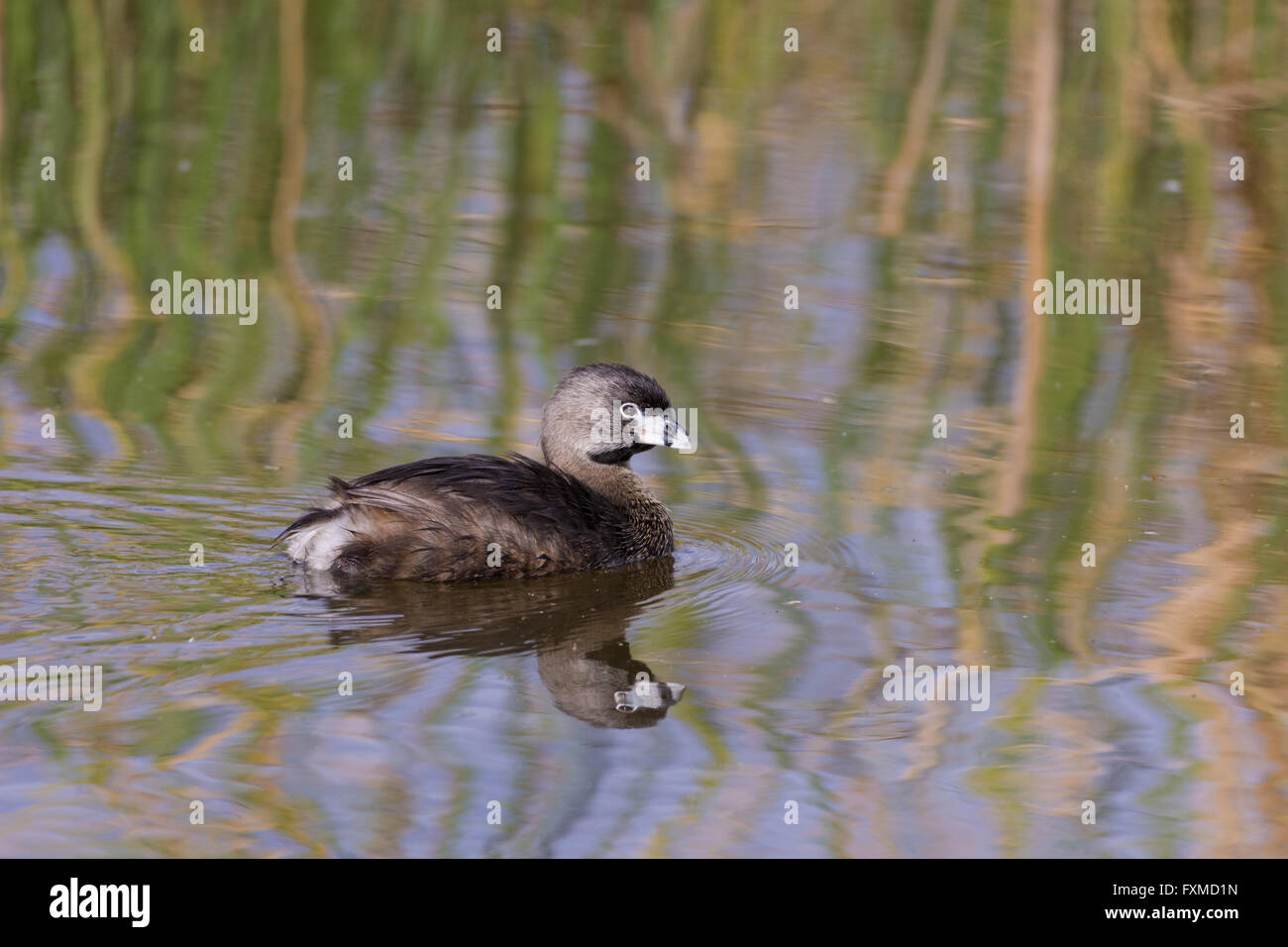 Pied – abgerechnet Grebe, (Podilymbus Podiceps), Bosque del Apache National Wildlife Refuge, New Mexico, USA. Stockfoto