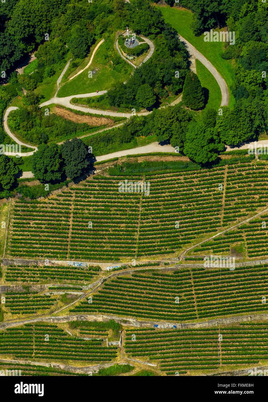 Luftaufnahme, Weinbau auf den Freiburger Schlossberg in Oberau, Ludwigshöhe, Freiburg, Breisgau, Baden-Württemberg, Deutschland, Stockfoto