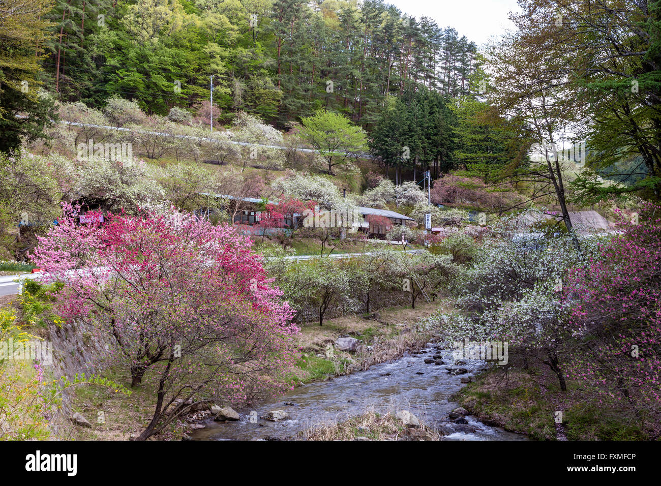 Hill lokale Blumenpark, Ina, Japan Stockfoto