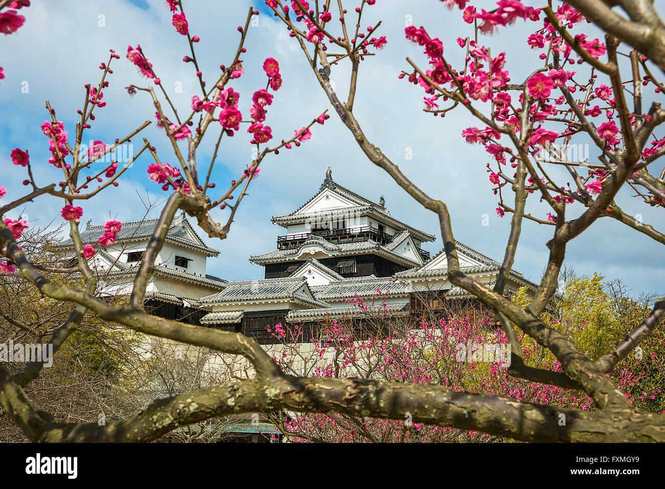 Matsuyama Schloss, Matsuyama, Japan Stockfoto