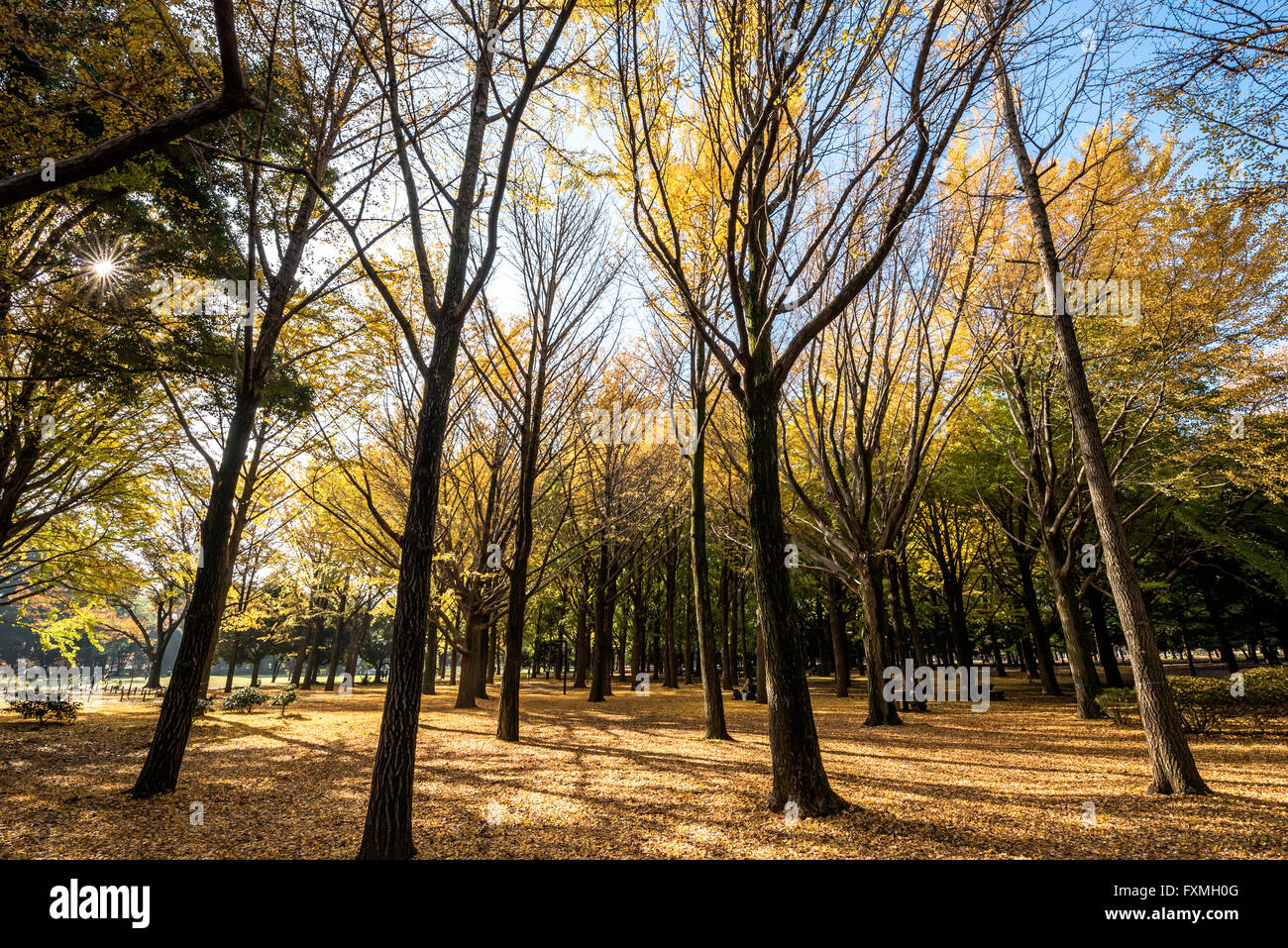 Herbst im Yoyogi Park, Tokyo, Japan Stockfoto