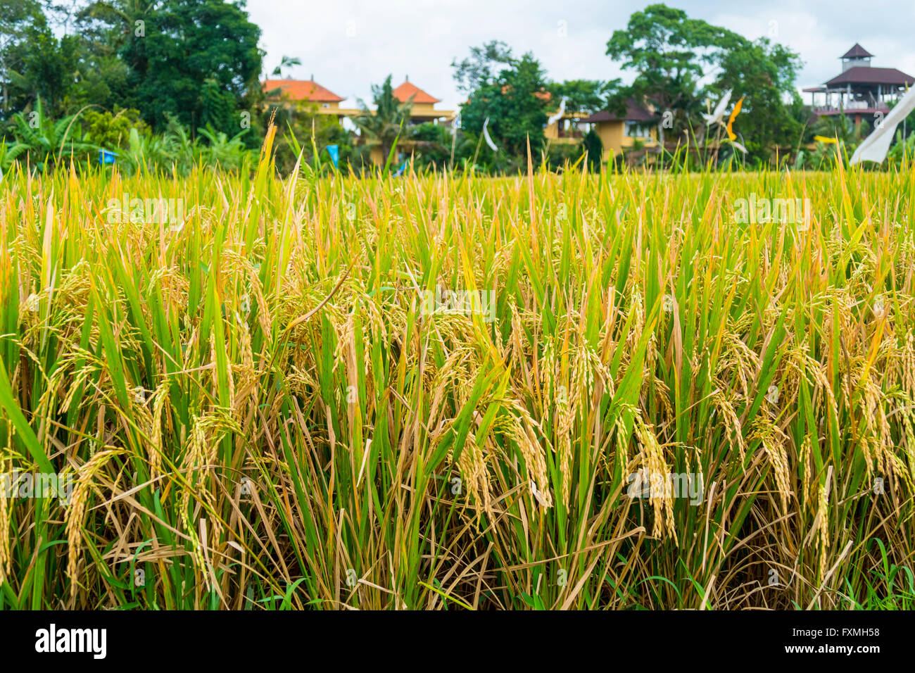 Reis Reisfelder, Ubud, Bali, Indonesien Stockfoto