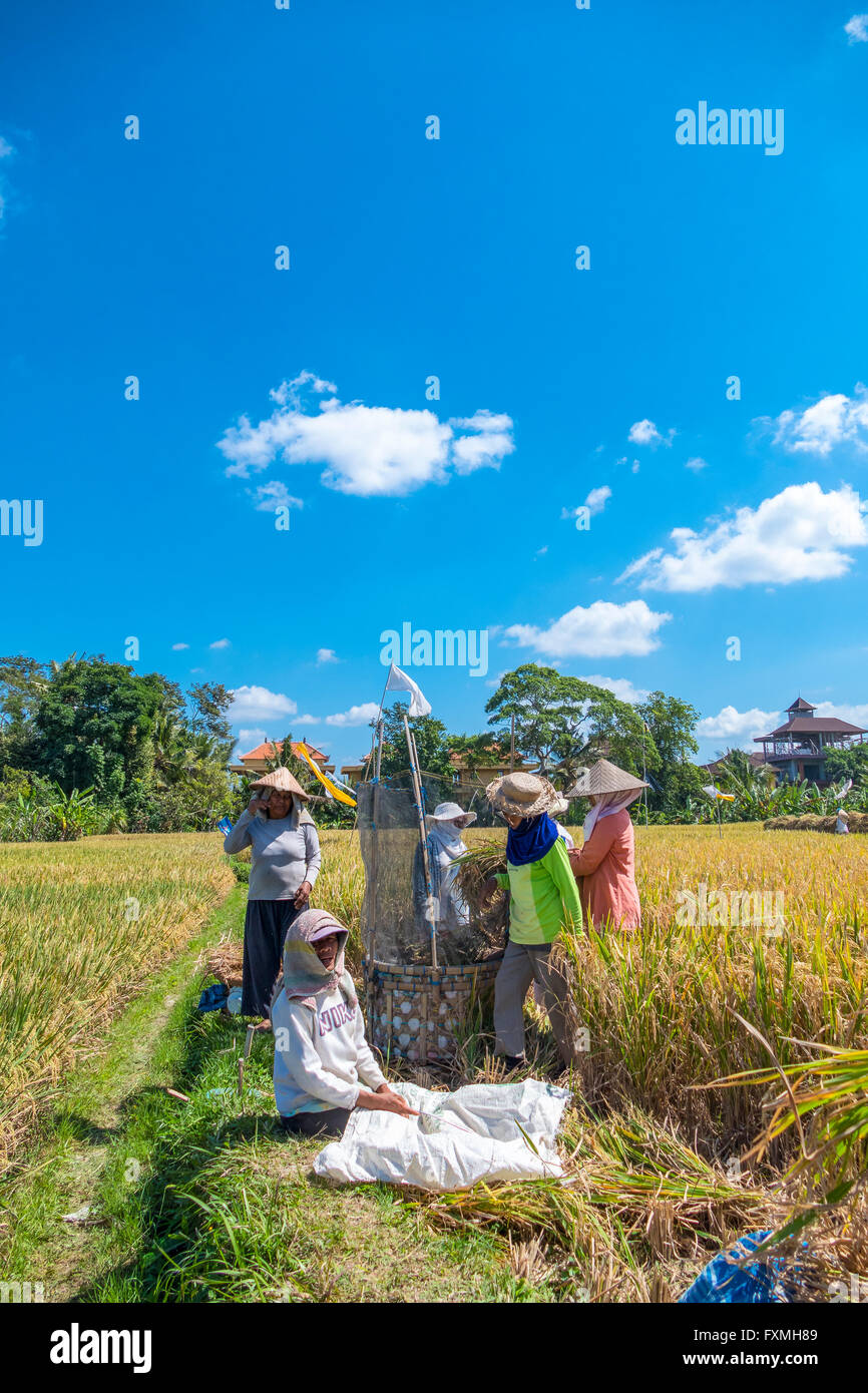 Reis-Ernte, Ubud, Bali, Indonesien Stockfoto
