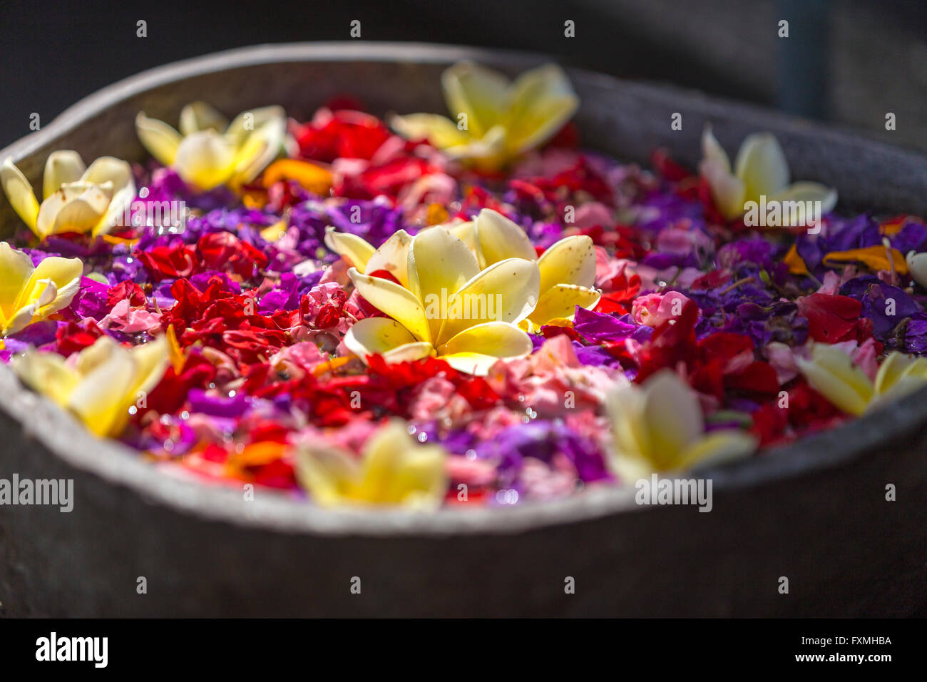 Plumeria und Blumen, Kuta, Bali, Indonesien Stockfoto
