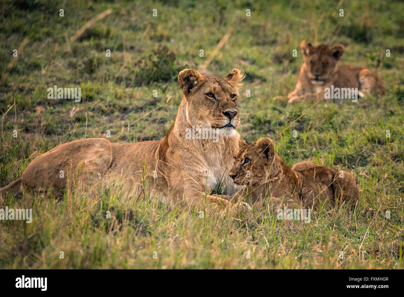 Masai Löwin mit jungen ruht zusammen im Serengeti-Nationalpark 9. Juli 2014 in Tansania. Stockfoto