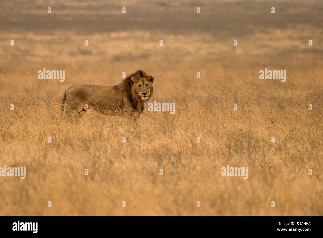 Masai männlichen Löwen im Serengeti National Park 9. Juli 2014 in Tansania. Stockfoto