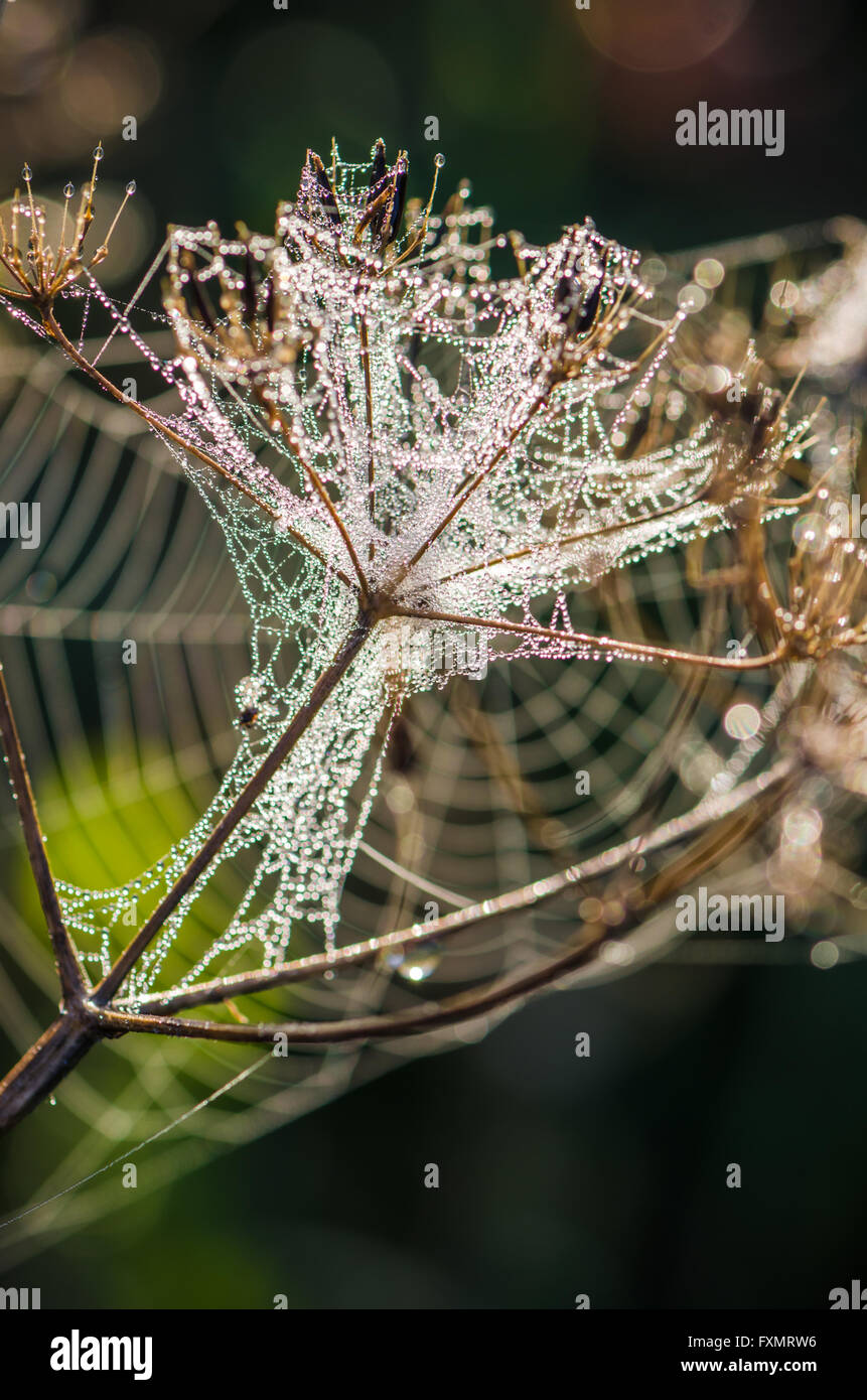 Tautropfen auf einem Web glänzte durch Morgenlicht Stockfoto