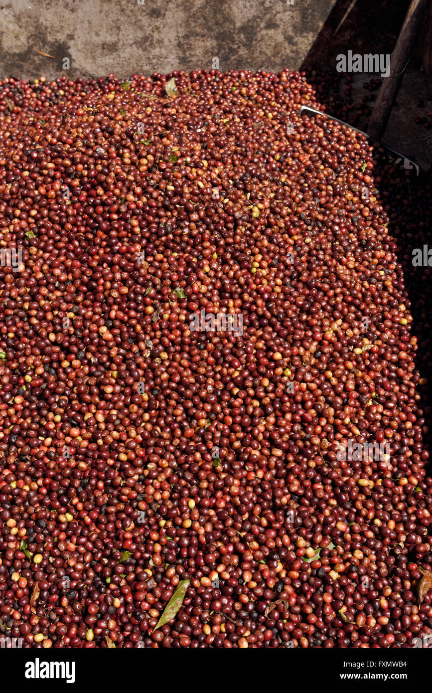 Geerntete Reife rote Kaffee Beeren auf einer Kaffeeplantage Jalisco Mexiko Stockfoto