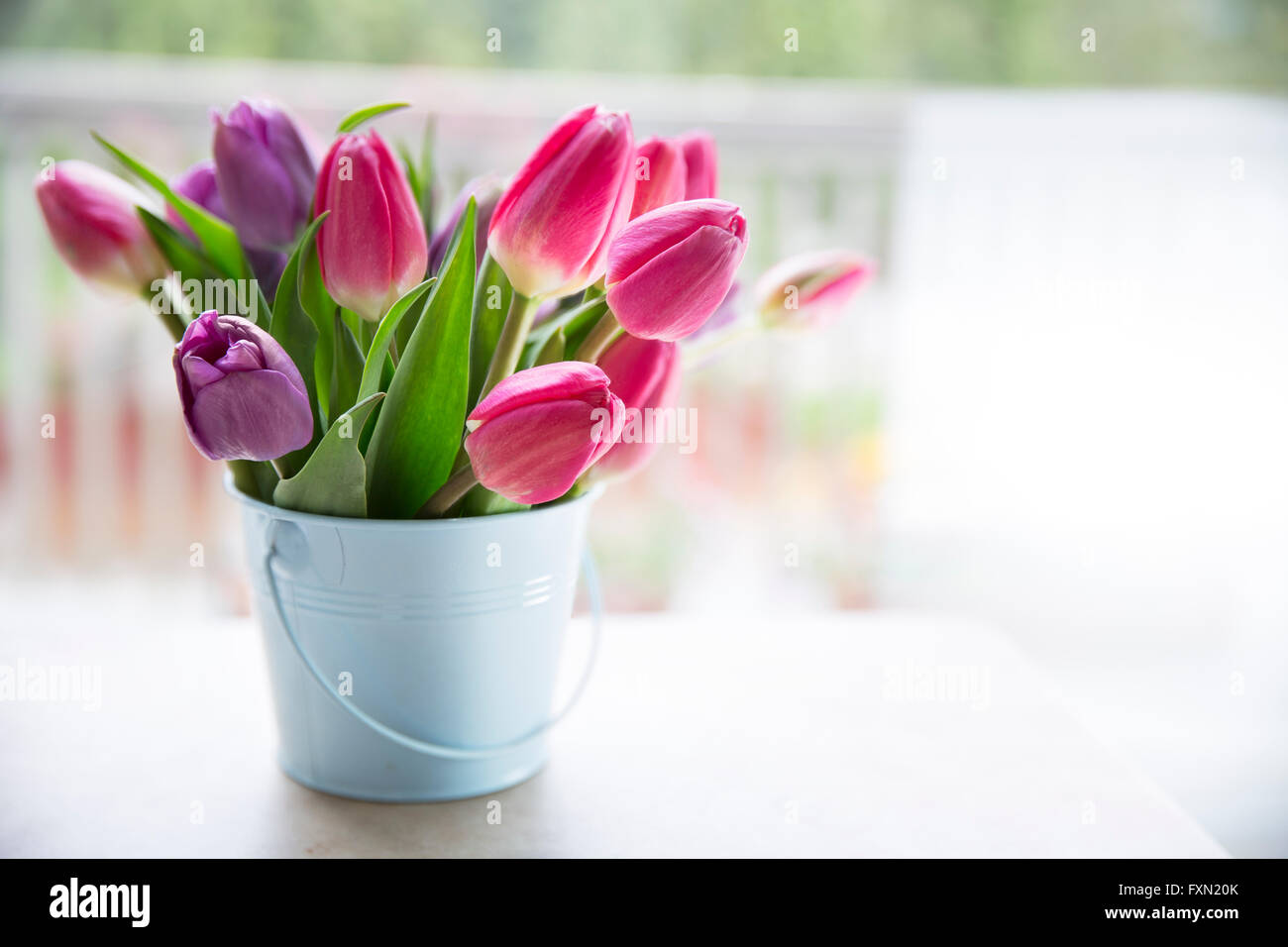 Bouquet von lila und rosa Tulpen in leichten blauen Eimer vor Fenster. Stockfoto
