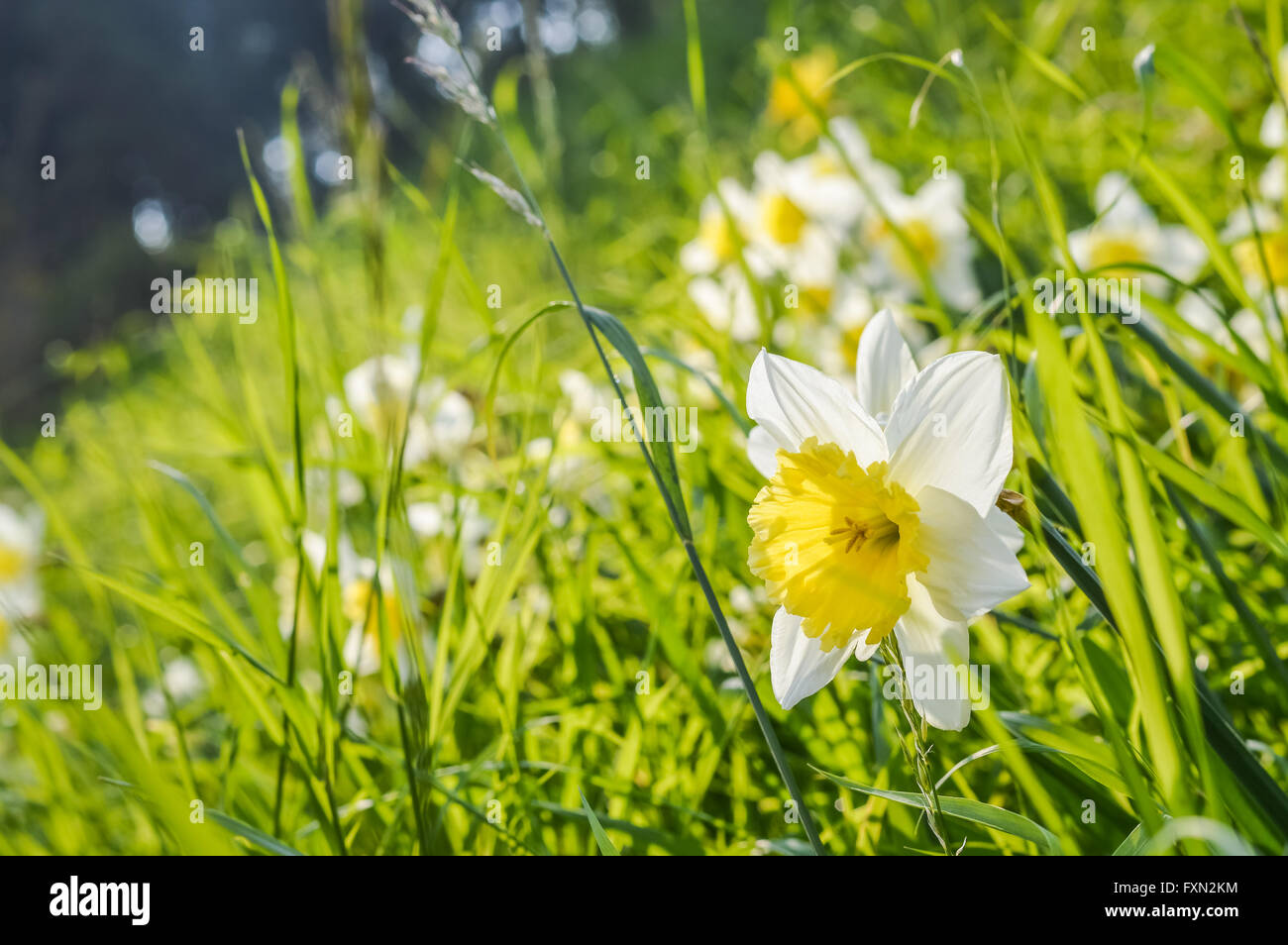 Narzisse Blumen blühen in wilde Wiese Stockfoto