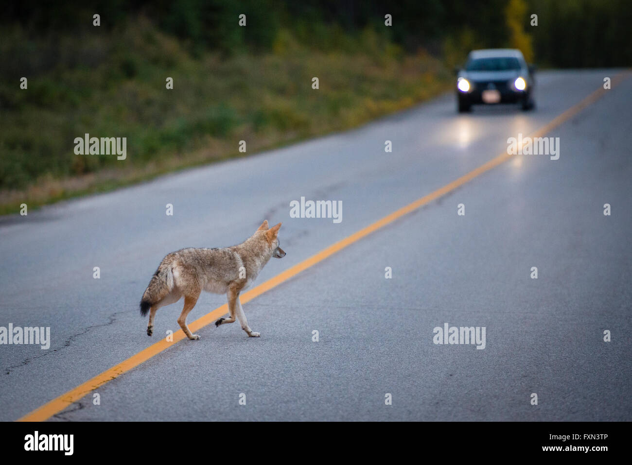 Kojote im Banff Nationalpark, Canis Latrans, nordamerikanischen Prärie Wolfs, zwei Jack Lakeside Campingplatz, Alberta, Kanada Stockfoto