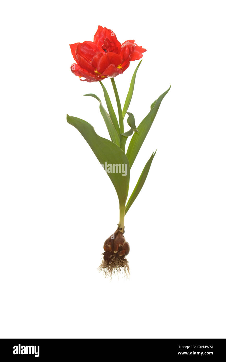 1. Preis ganze Tulpe mit Birne und Wurzeln Stockfoto