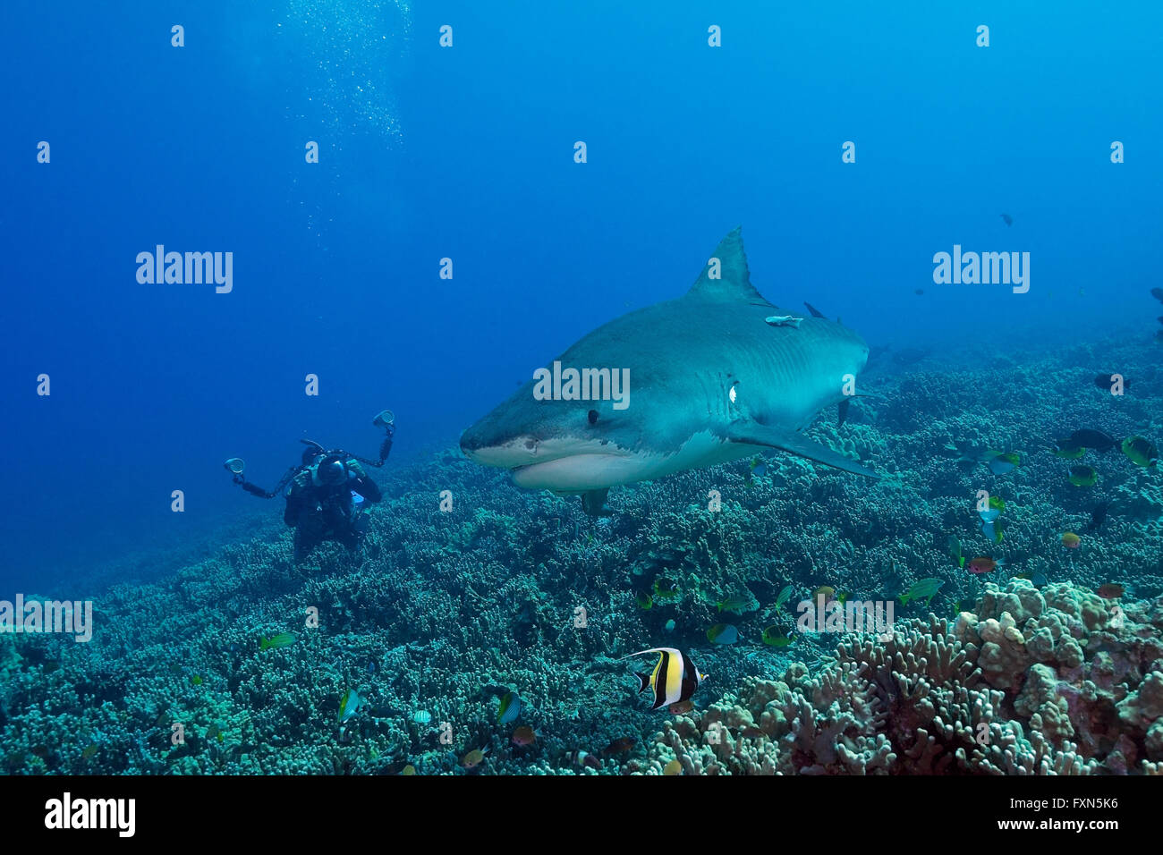 Taucher fotografieren Tigerhai Galeocerdo Cuvier, Korallenriff, mit maurischen Idol, Zanclus Cornutus, Kona, Hawaii, USA Stockfoto
