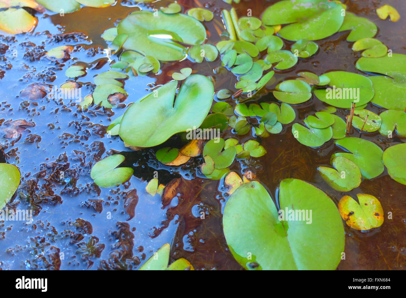 Seerosen Blätter an der glänzenden Oberfläche des Wassers. Stockfoto