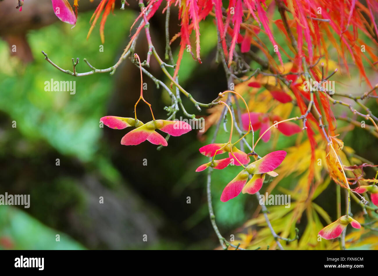 Acer Palmatum 06 Stockfoto