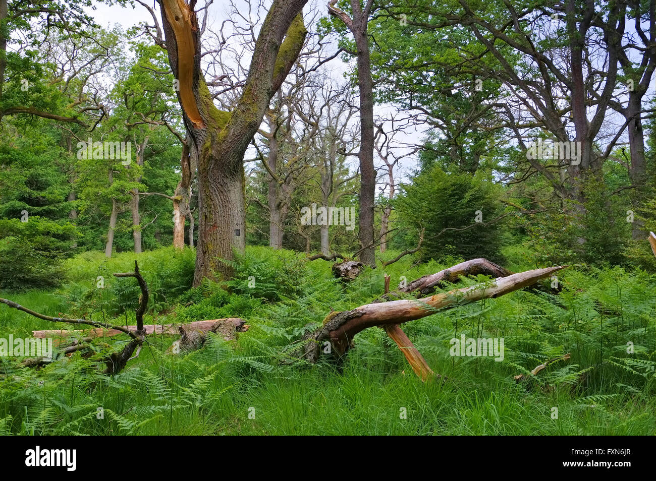 Urwaldrelikt Sababurg in Deutschland - alten Wald der Sababurg in Deutschland Stockfoto