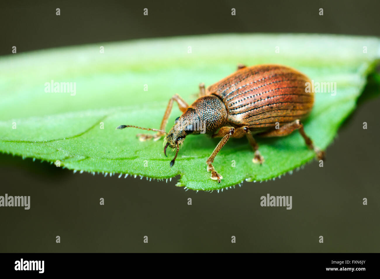 Käfer breite Nase Käfer (Coleoptera: Curculionoidea) Leben in den italienischen Alpen Stockfoto