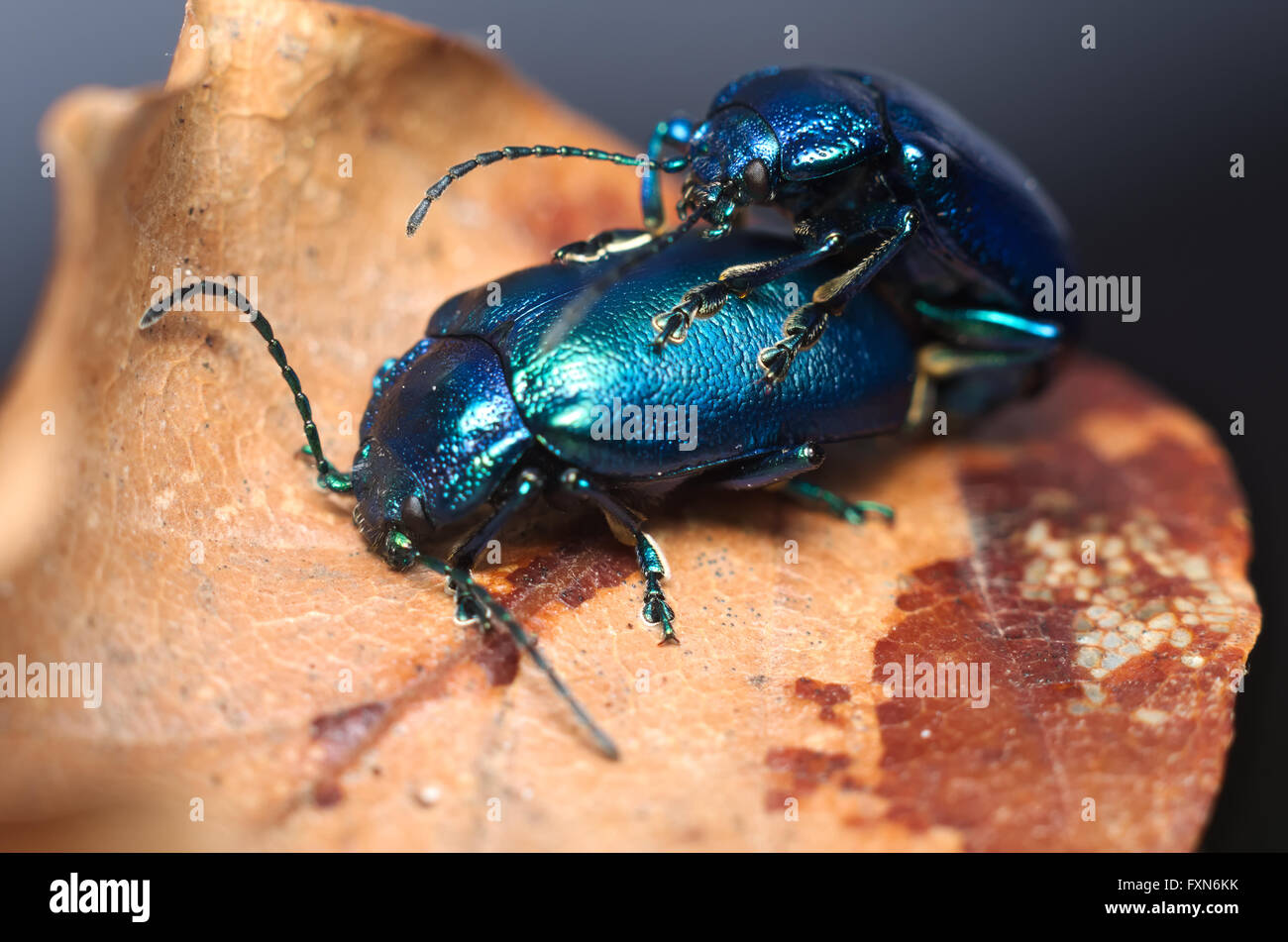 Glänzend metallisch blauen Käfer (Oulema Obscura) Paarung auf einem Blatt Stockfoto