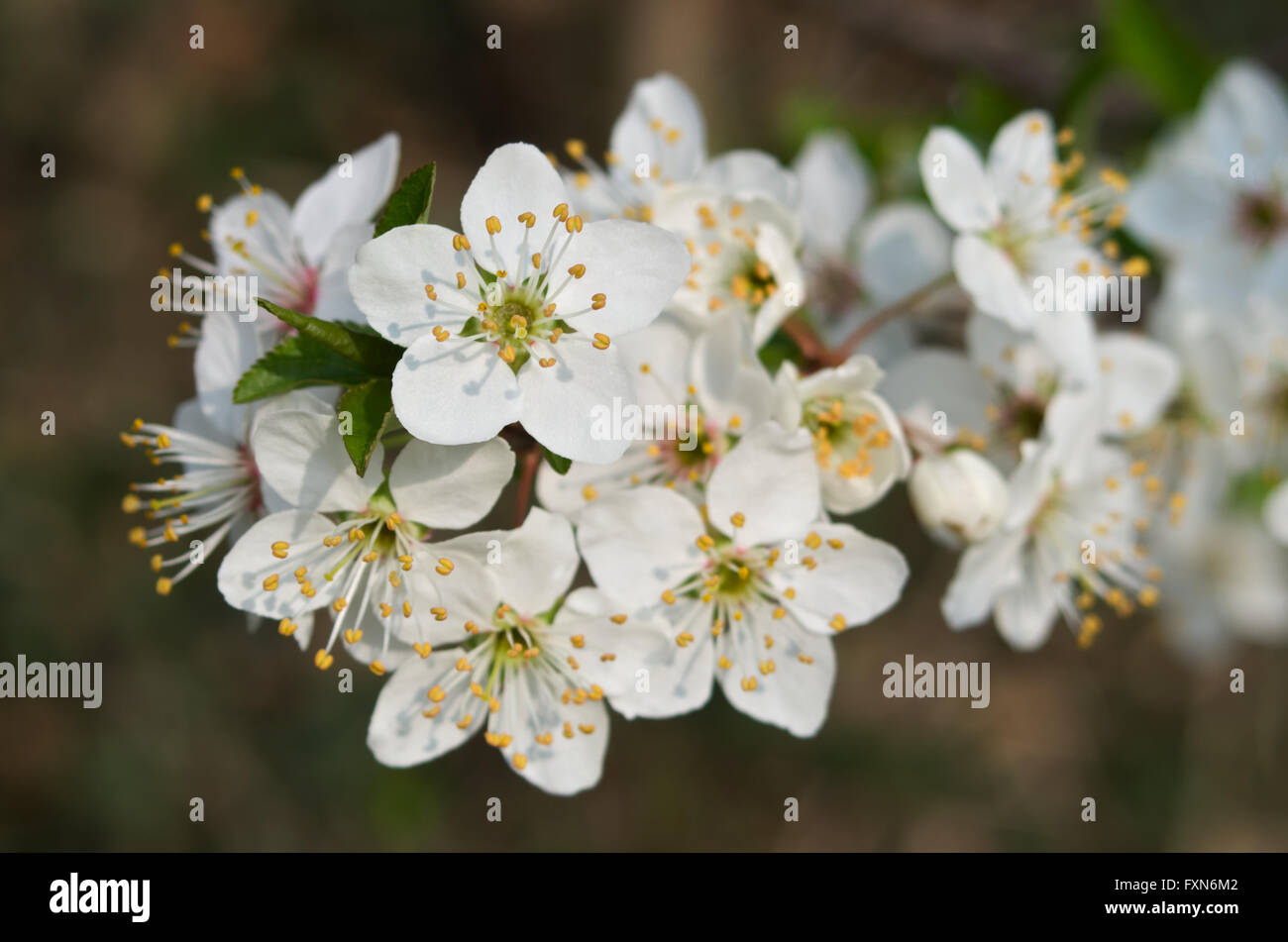 Detail der Blüte Greengage oder Pflaumenmus Pflaumenbaum (Prunus Domestica) Stockfoto